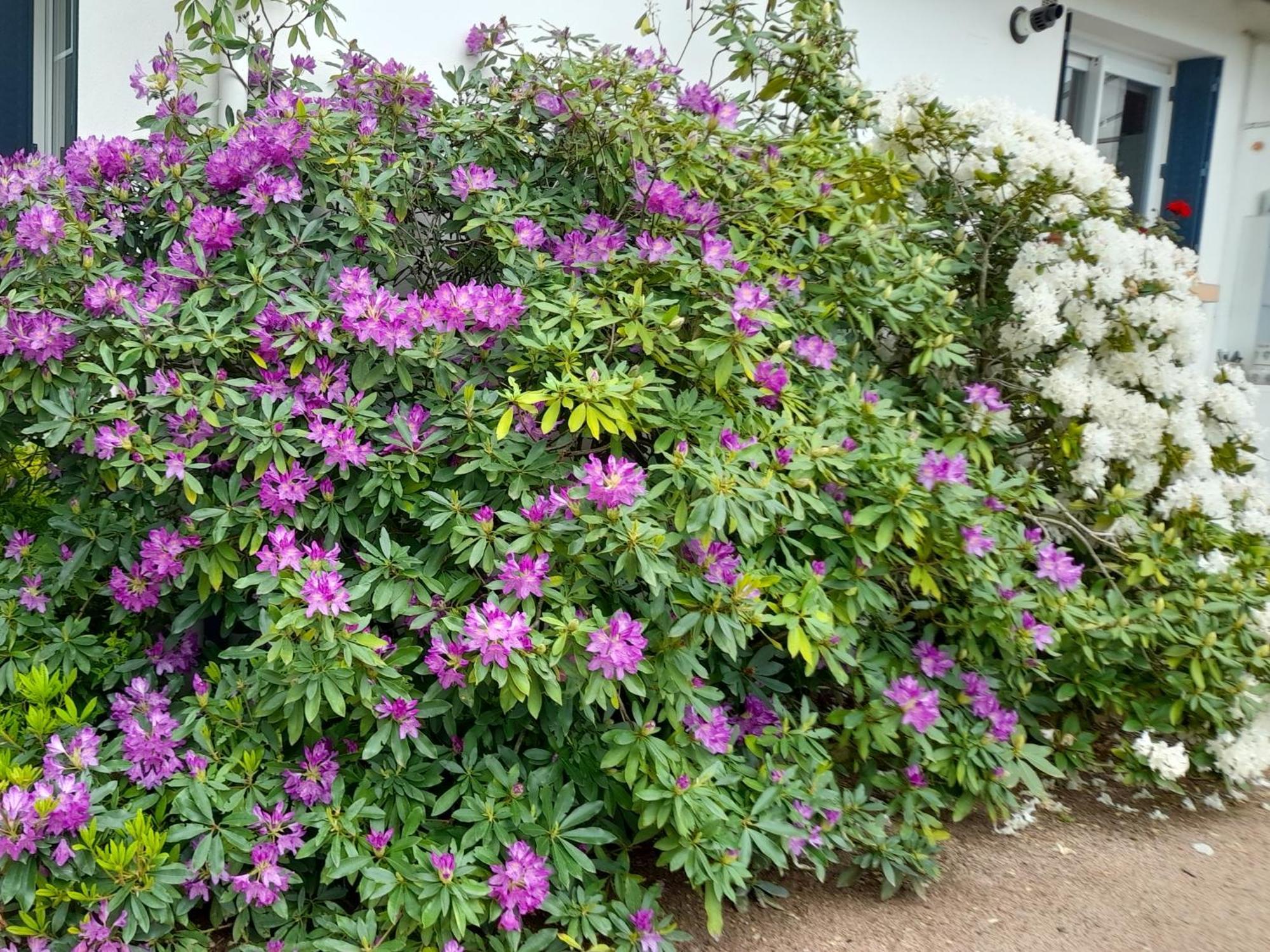 Bed and Breakfast Les Abelias Hauterive  Exterior foto
